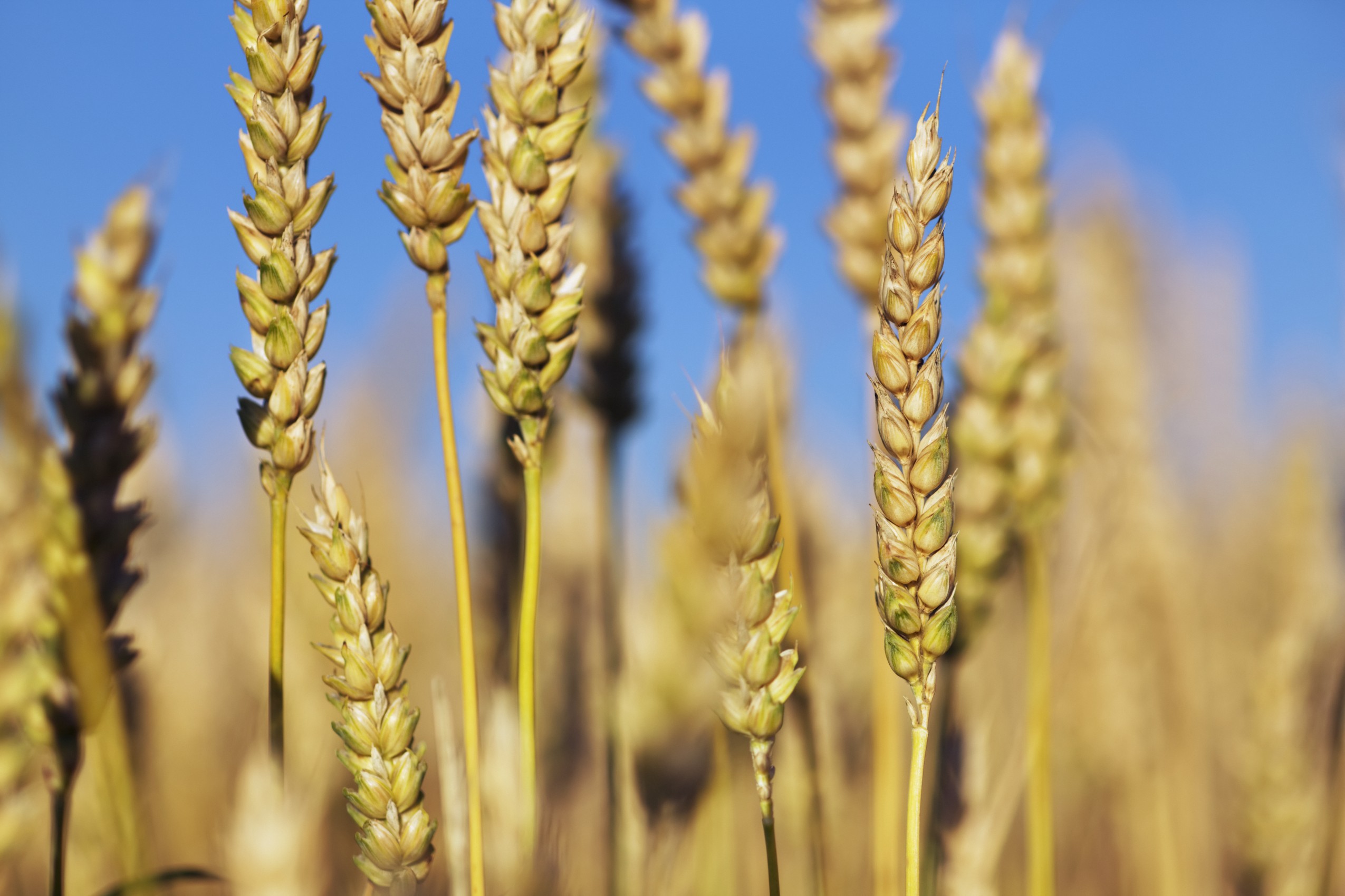 Sensibilità al glutine non celiaca, le prime linee guida