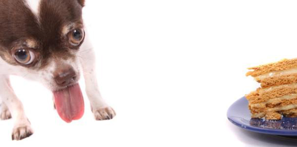 Celiachia nei cani, esiste questa patologia?