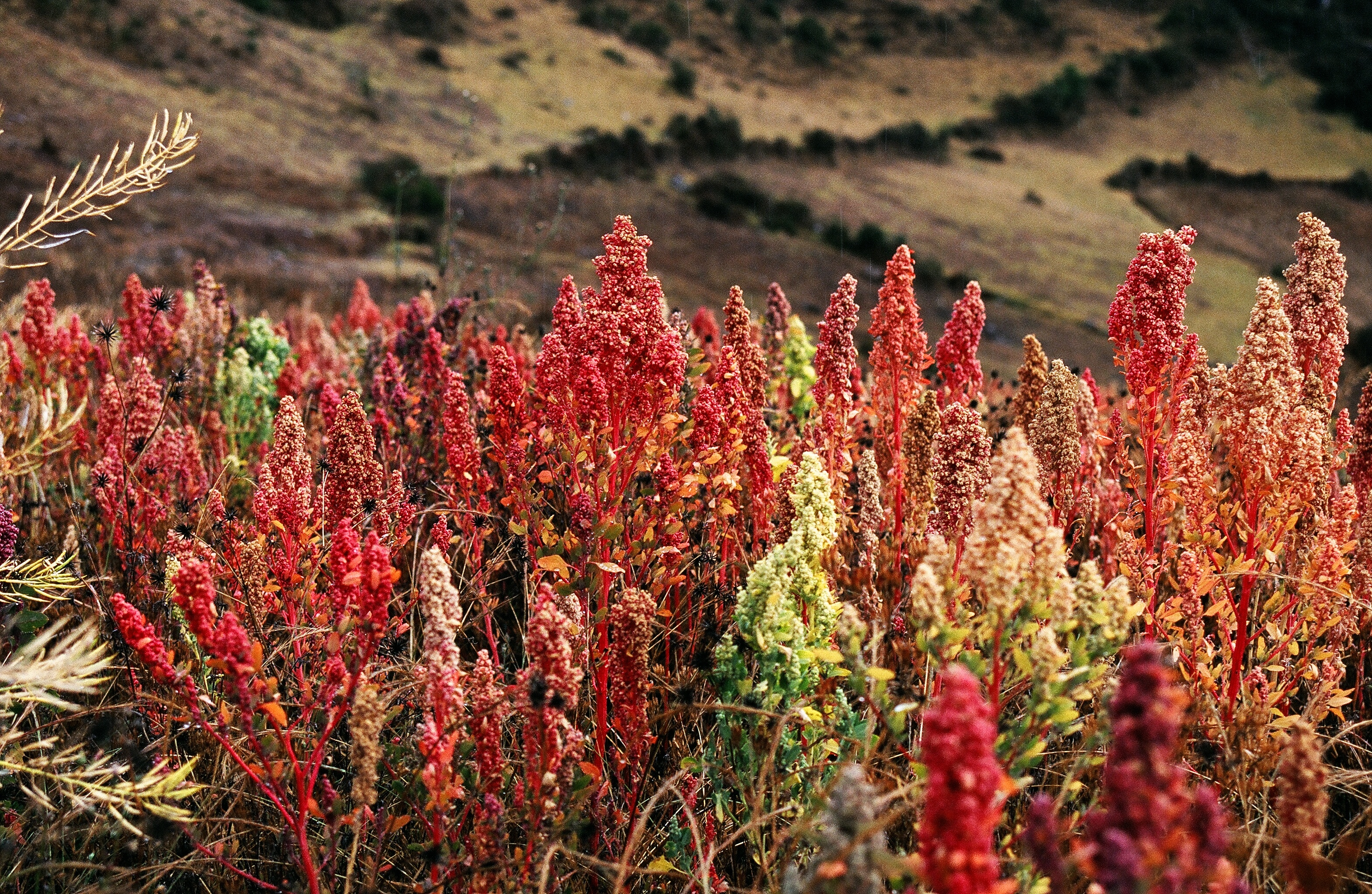 Studio britannico sull’utilizzo del Quinoa per i celiaci