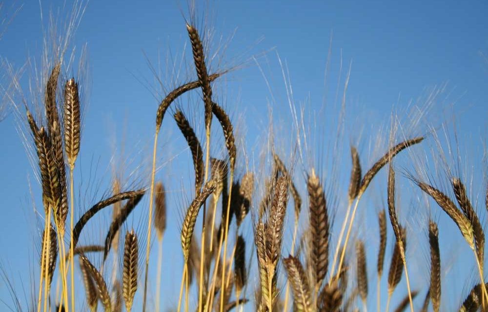 Celiachia: ha più di 10mila anni il grano che la aiuta a prevenire. Si chiama anche piccolo farro