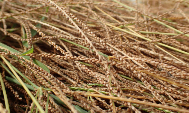 Fonio, l’antico cereale africano naturalmente bio