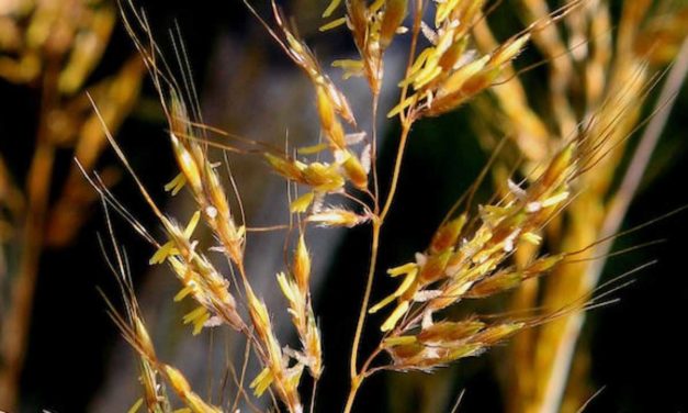 Celiachia, gluten sensitivity o allergia alle graminacee?