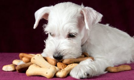 Celiachia, anche i cani ne soffrono. Come riconoscerla e cosa fare