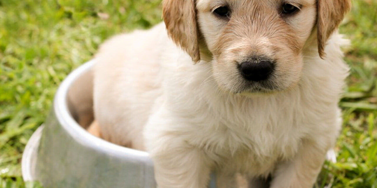Cani e celiachia: come riconoscere i sintomi e cosa fare