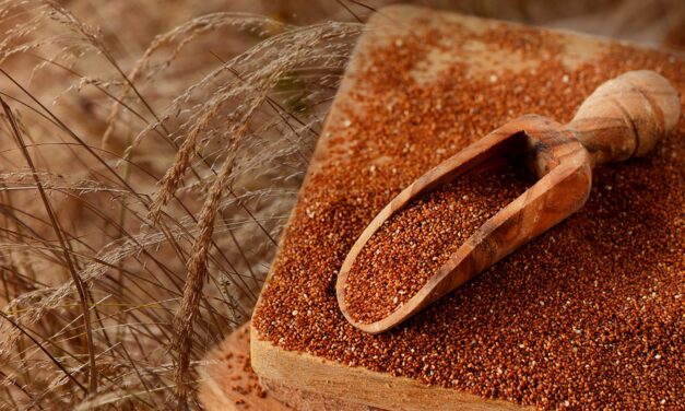 Teff: sequenziato il Dna del cereale senza glutine